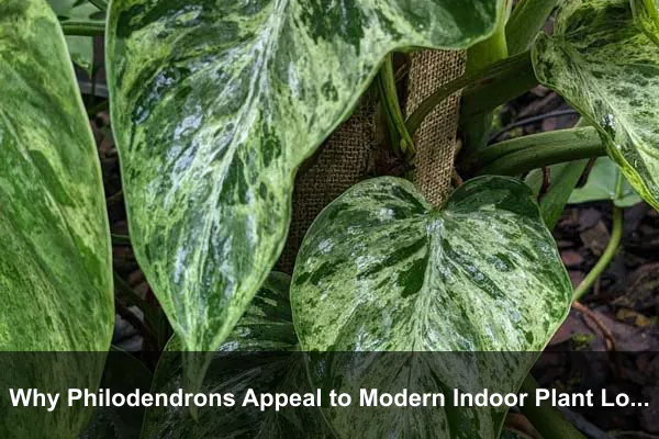 Why Philodendrons Appeal to Modern Indoor Plant Lovers