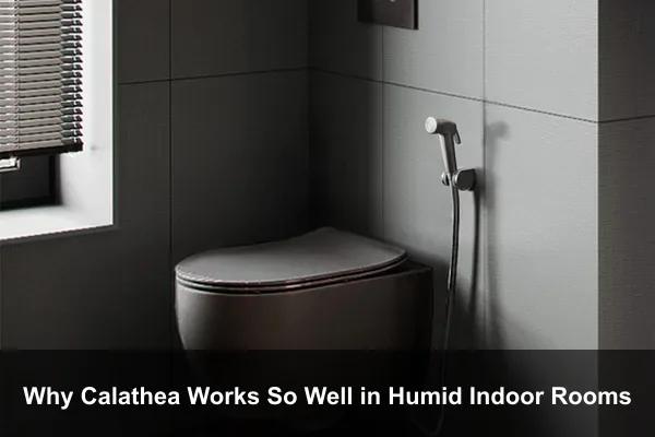 Why Calathea Works So Well in Humid Indoor Rooms