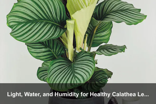 Light, Water, and Humidity for Healthy Calathea Leaves