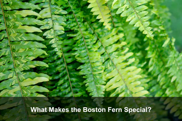 What Makes the Boston Fern Special?