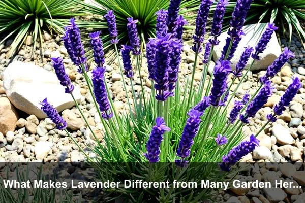 What Makes Lavender Different from Many Garden Herbs?