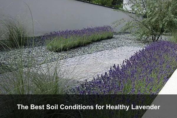 The Best Soil Conditions for Healthy Lavender