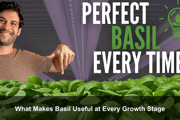 What Makes Basil Useful at Every Growth Stage