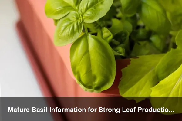 Mature Basil Information for Strong Leaf Production