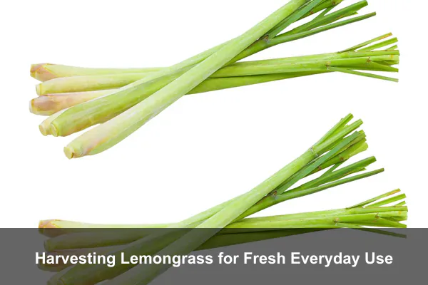 Harvesting Lemongrass for Fresh Everyday Use