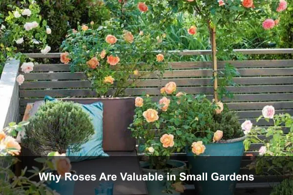 Why Roses Are Valuable in Small Gardens