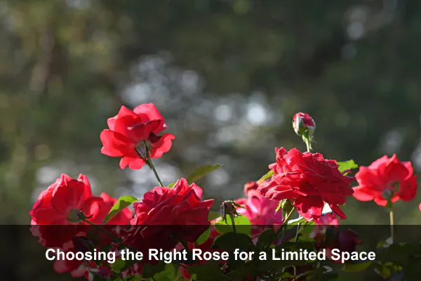 Choosing the Right Rose for a Limited Space