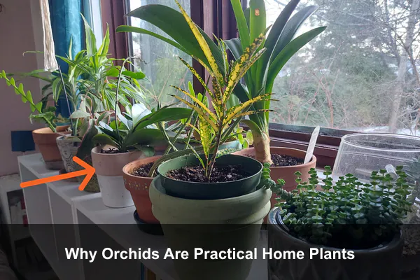 Why Orchids Are Practical Home Plants
