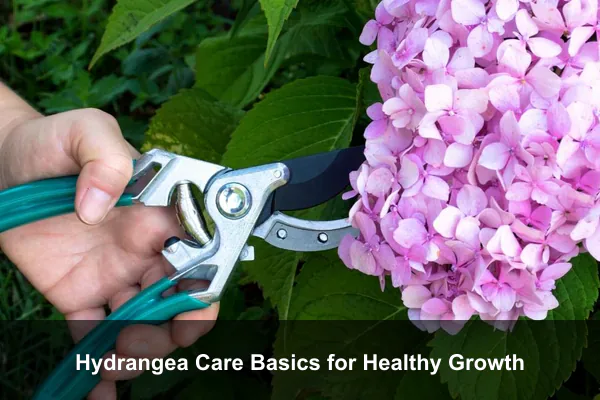 Hydrangea Care Basics for Healthy Growth