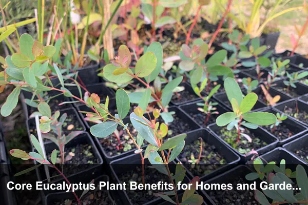 Core Eucalyptus Plant Benefits for Homes and Gardens