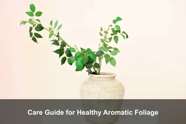 Care Guide for Healthy Aromatic Foliage