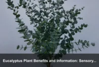 Eucalyptus Plant Benefits and Information: Sensory Garden Planning and Safe Aroma Use