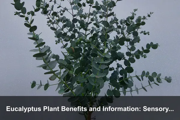 Eucalyptus Plant Benefits and Information: Sensory Garden Planning and Safe Aroma Use