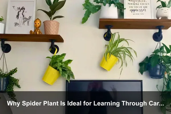 Why Spider Plant Is Ideal for Learning Through Care