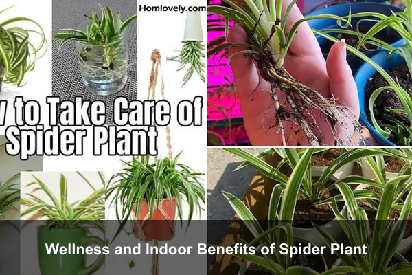 Wellness and Indoor Benefits of Spider Plant