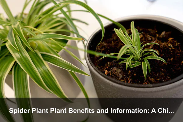 Spider Plant Plant Benefits and Information: A Child-Friendly Indoor Nature Learning Guide