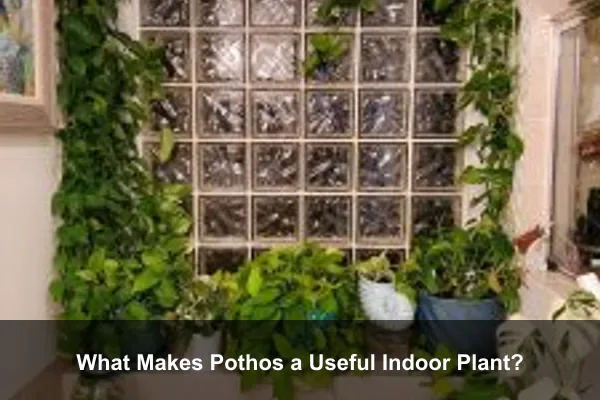 What Makes Pothos a Useful Indoor Plant?