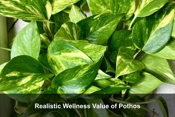 Realistic Wellness Value of Pothos