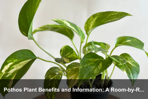 Pothos Plant Benefits and Information: A Room-by-Room Guide to Greener Daily Routines