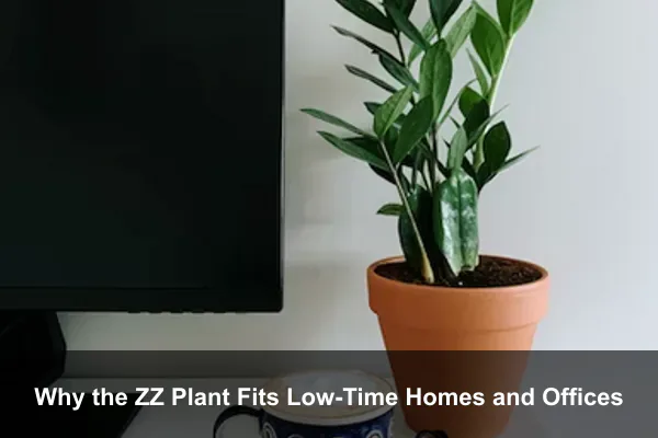 Why the ZZ Plant Fits Low-Time Homes and Offices