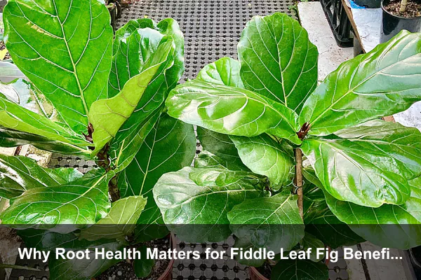 Why Root Health Matters for Fiddle Leaf Fig Benefits