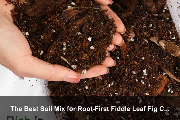 The Best Soil Mix for Root-First Fiddle Leaf Fig Care