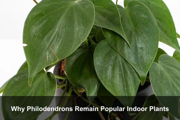 Why Philodendrons Remain Popular Indoor Plants