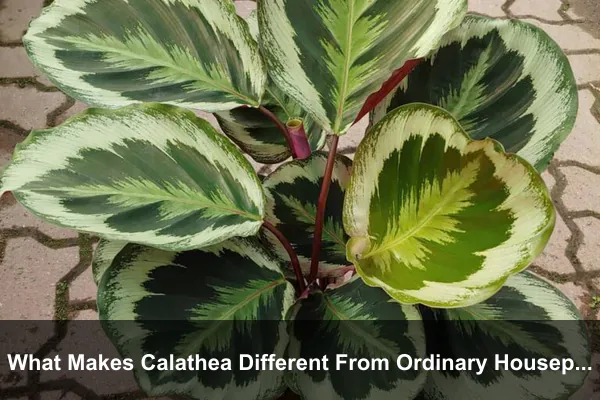 What Makes Calathea Different From Ordinary Houseplants?