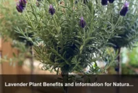 Lavender Plant Benefits and Information for Natural Linen Care and Small-Space Living