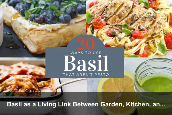 Basil as a Living Link Between Garden, Kitchen, and Culture