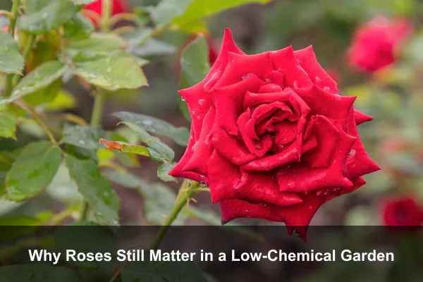 Why Roses Still Matter in a Low-Chemical Garden