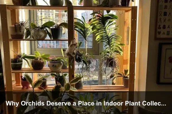 Why Orchids Deserve a Place in Indoor Plant Collections