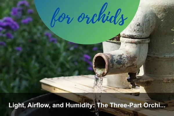 Light, Airflow, and Humidity: The Three-Part Orchid Balance