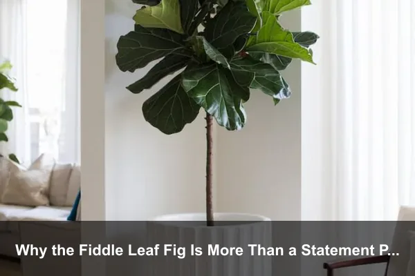 Why the Fiddle Leaf Fig Is More Than a Statement Plant
