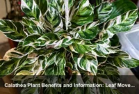 Calathea Plant Benefits and Information: Leaf Movement, Daily Rhythms, and Indoor Wellness