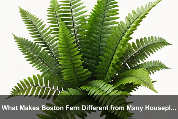 What Makes Boston Fern Different from Many Houseplants?