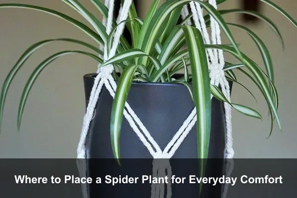 Where to Place a Spider Plant for Everyday Comfort