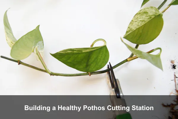 Building a Healthy Pothos Cutting Station