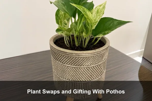 Plant Swaps and Gifting With Pothos