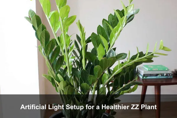 Artificial Light Setup for a Healthier ZZ Plant