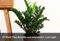 ZZ Plant Plant Benefits and Information: Low-Light Facts, Artificial Light, and Easy Care ZZ Plant Plant Benefits and Information: Low-Light Facts, Artificial Light, and Easy Care