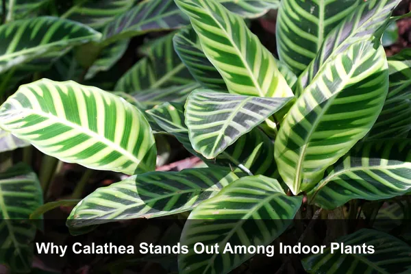 Why Calathea Stands Out Among Indoor Plants
