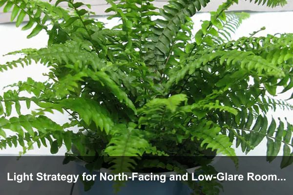 Light Strategy for North-Facing and Low-Glare Rooms