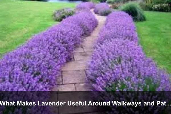 What Makes Lavender Useful Around Walkways and Patios
