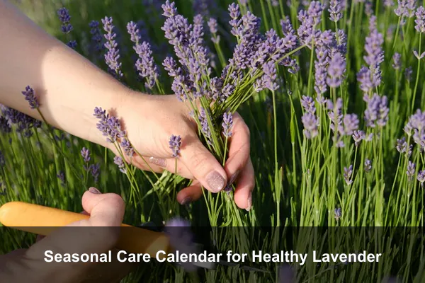 Seasonal Care Calendar for Healthy Lavender