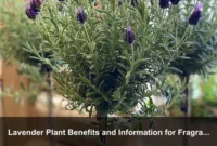Lavender Plant Benefits and Information for Fragrant Pathways and Patio Edges Lavender Plant Benefits and Information for Fragrant Pathways and Patio Edges