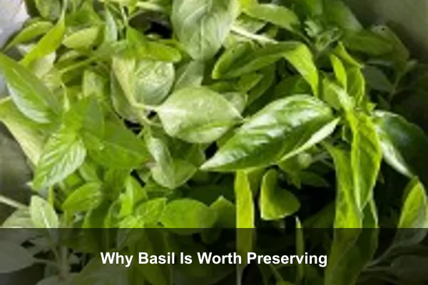 Why Basil Is Worth Preserving