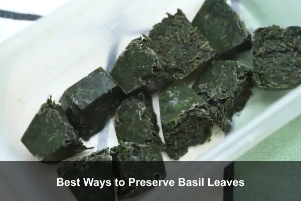 Best Ways to Preserve Basil Leaves