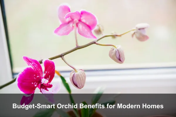 Budget-Smart Orchid Benefits for Modern Homes