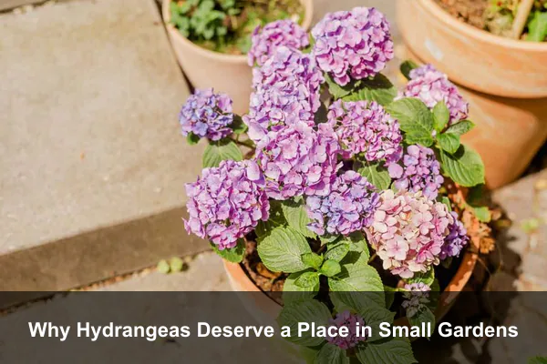 Why Hydrangeas Deserve a Place in Small Gardens
